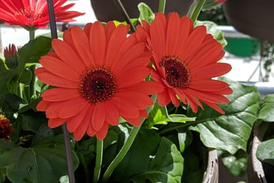 He found joy standing in line...