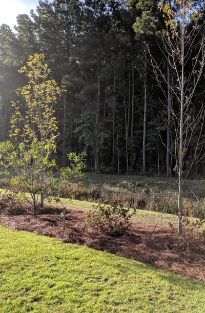 The Day I Apologized to A Dead Worm