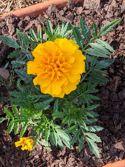 Watch Out!! Stinky Mimi!!