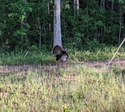 Do Turkeys Have Exercise Class?