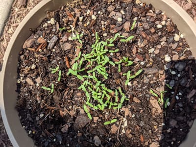 The Weed Walk and Planting Seeds