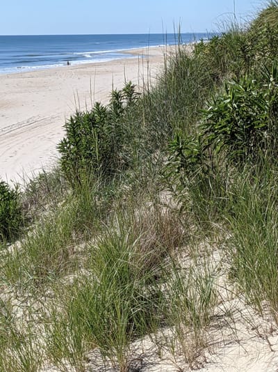 Beach Buddies and Mermaids