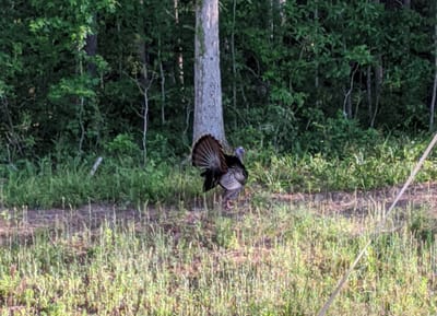 The Welcome Turkey and a Thank You