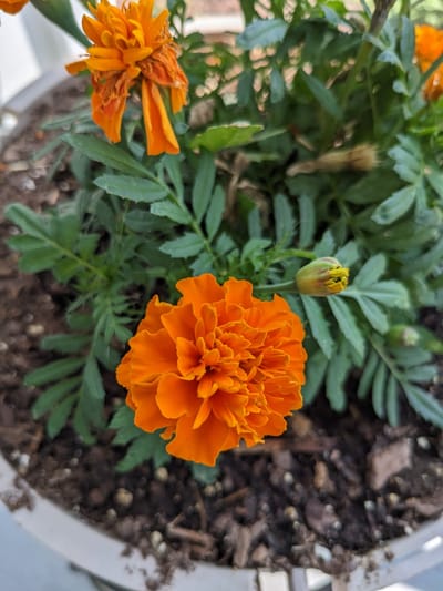 Marigolds and Miracles