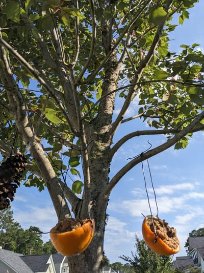 Oranges in the Trees