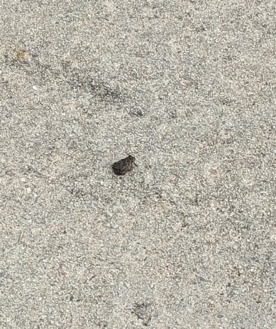 The Storm Call of a Frog