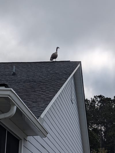 The House Sitting Goose