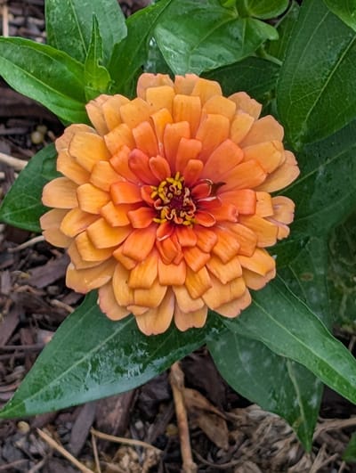 Three Heart Monitors