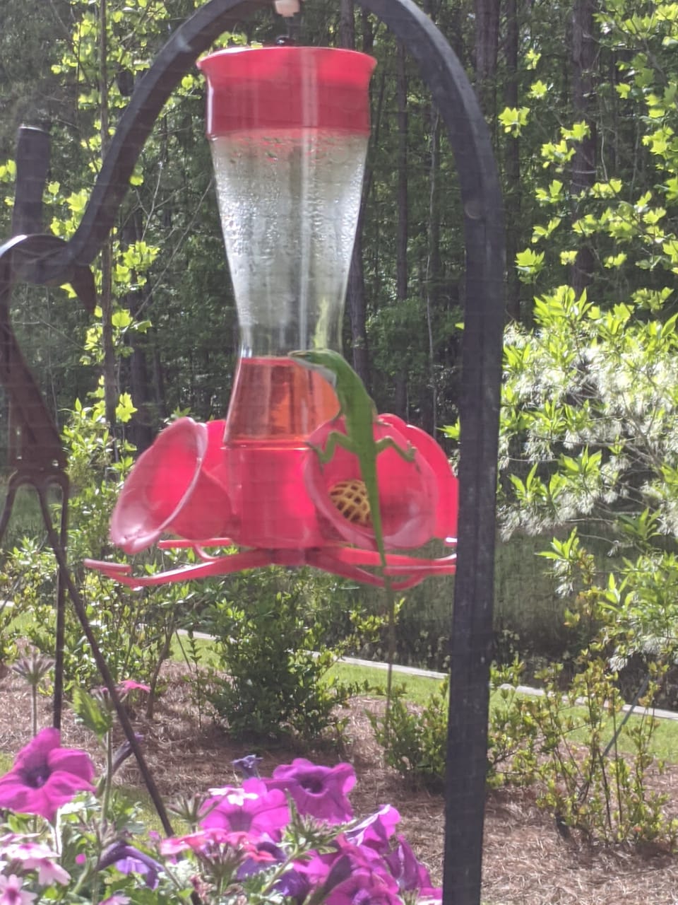 Lizards Learning to Share