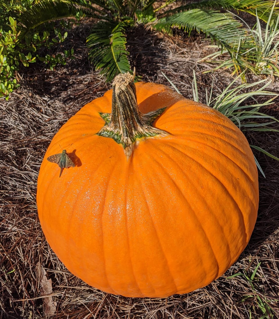 Mistaken Identity or "Sorry, I thought you were someone else."