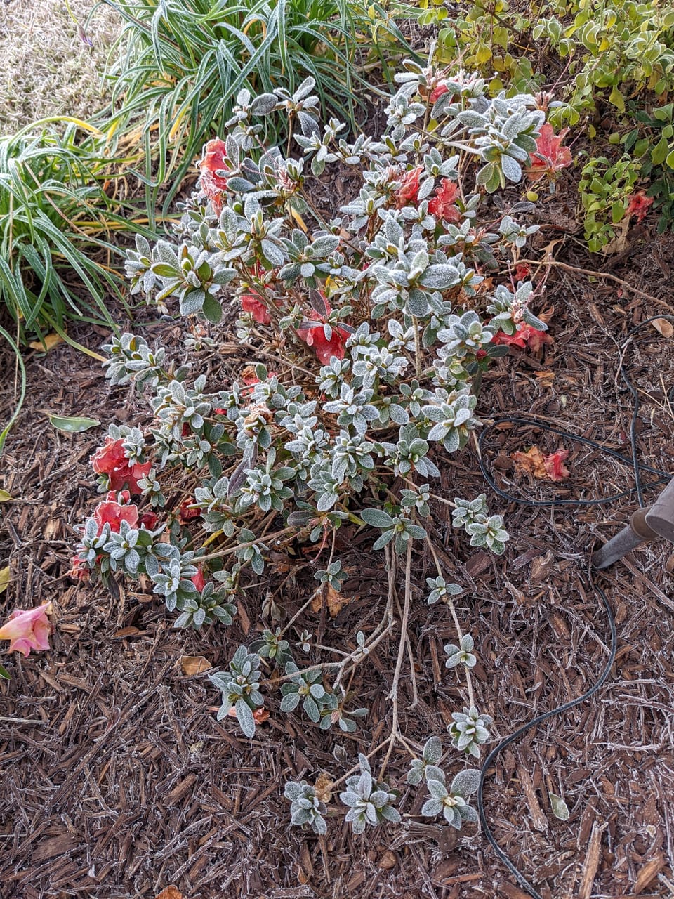 Stocking Up and He Knew Why