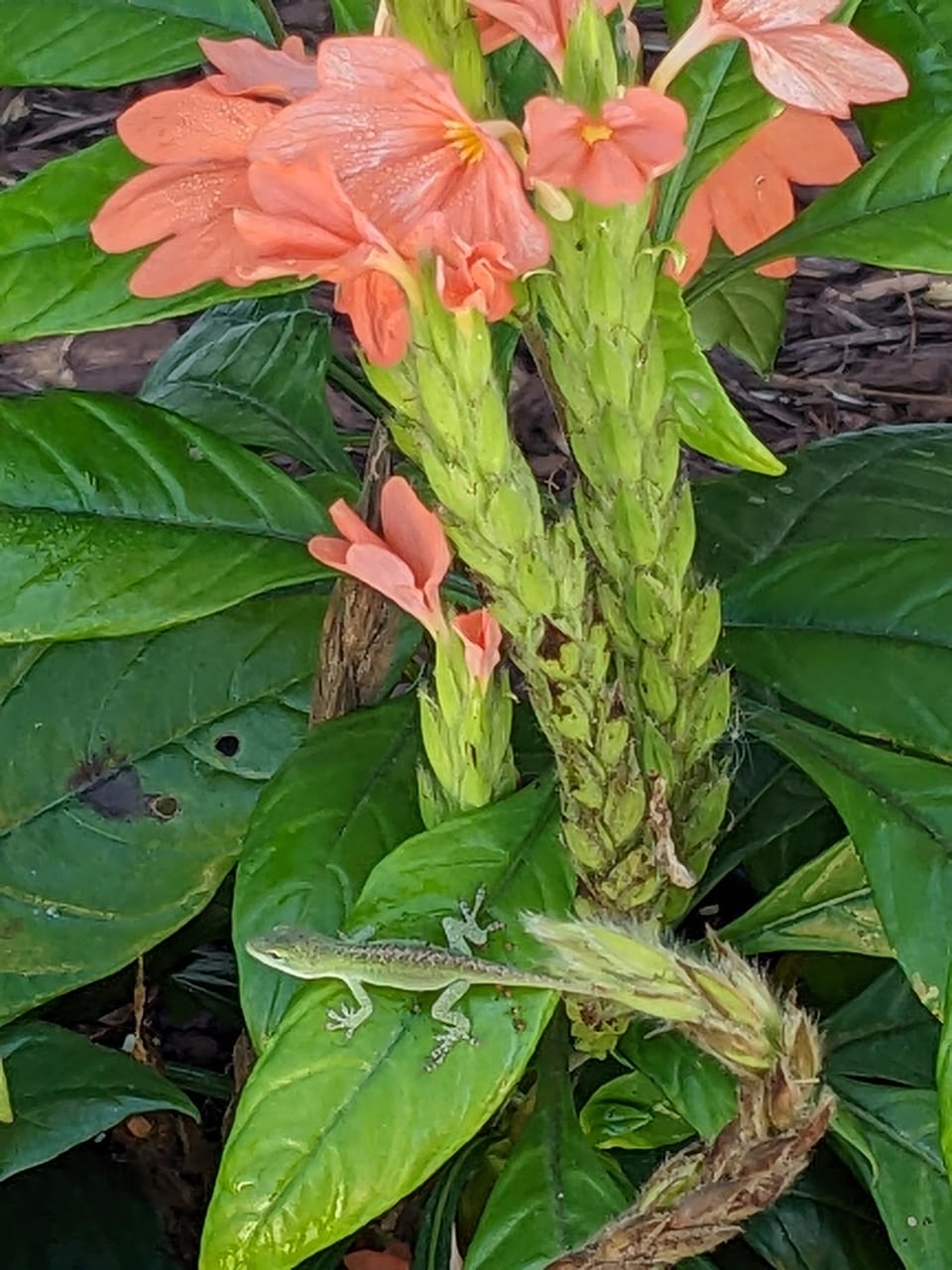 Leaping Lizard Under the Cushion