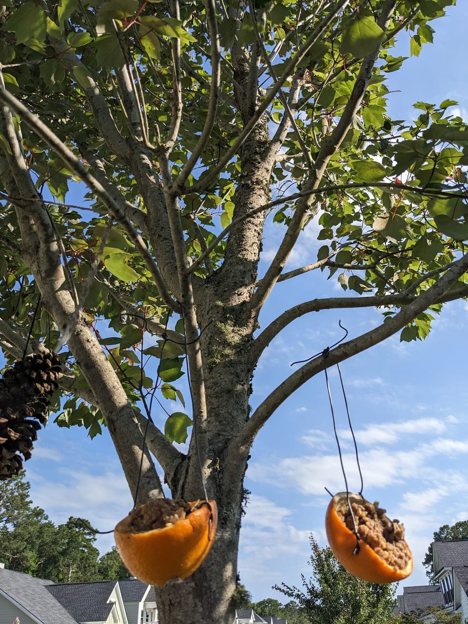 Oranges in the Trees