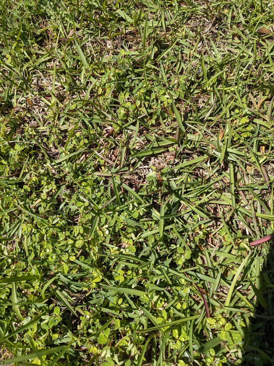 Rescuing the Slugs and Talking About Science