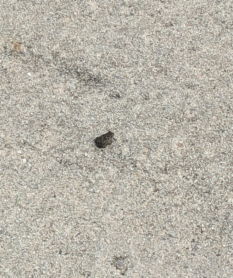 The Storm Call of a Frog